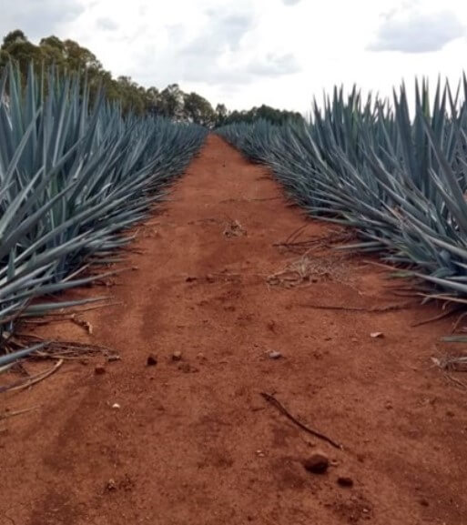 El Cultivo De Agave Azul Agave Tequilana Weber Var Azul En México